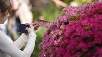 Diperkirakan, terdapat sekitar 3.000 bunga dan 100 varietas azalea yang bermekaran saat festival. AP/Eugene Hoshiko
