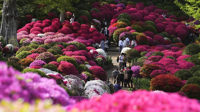 Visitors walk through azalea blossoms at Nezu Shrine on a mild spring day Monday, April 15, 2024, in Tokyo. In the Shinto beliefs, Nezu Shrine was built about 1900 years ago, and it's considered one of the oldest shrines in Tokyo. (AP Photo/Eugene Hoshiko)