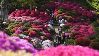 Terpesona Indahnya Bunga Azalea di Kuil Nezu Tokyo