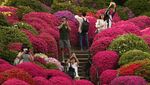 Terpesona Indahnya Bunga Azalea di Kuil Nezu Tokyo