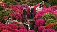 Setiap April hingga Mei kuil Nezu selalu mengadakan Festival Azalea Bunkyo. AP/Shuji Kajiyama