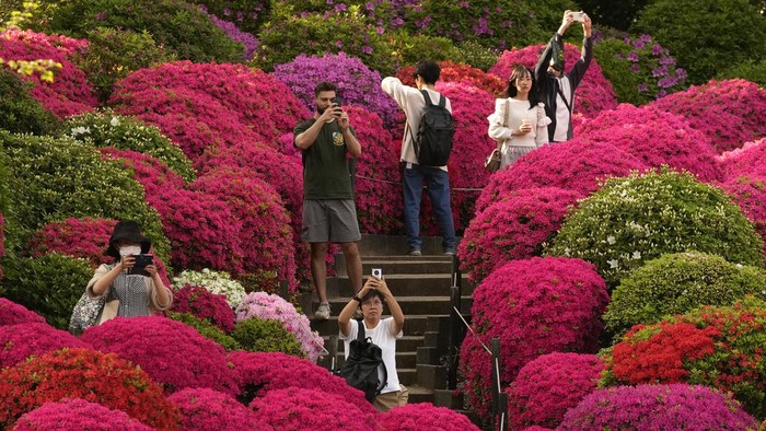 Terpesona Indahnya Bunga Azalea di Kuil Nezu Tokyo Visitors take photos of the azalea garden at a Shinto shrine in Tokyo, Monday, April 15, 2024.(AP Photo/Shuji Kajiyama)