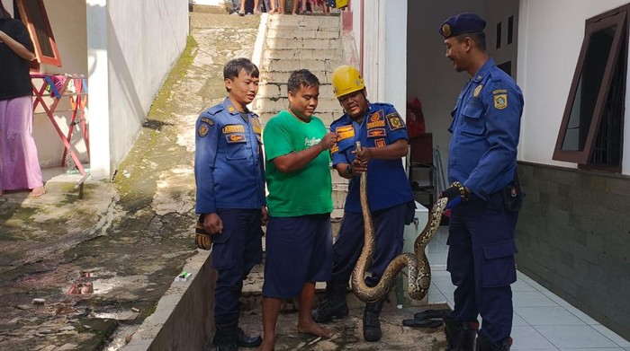 Kemunculan Ular Sanca Raksasa 3 Meter Gegerkan Warga Bogor, Ditemukan Menyelinap di Kamar Mandi