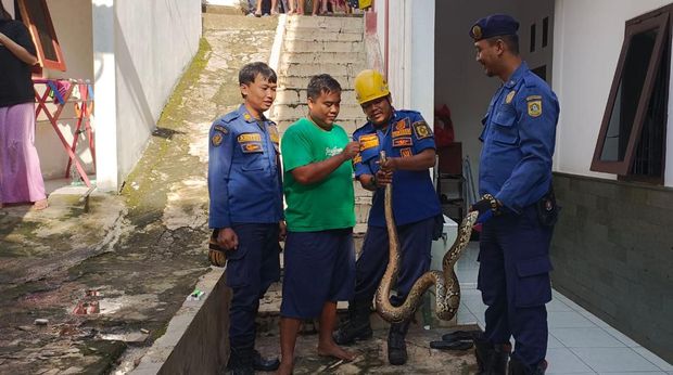 Ular sanca 3 meter di lubang kamar mandi rumah warga