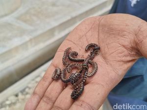 Bikin Merinding, Ulat Gagak Bermunculan di Bandara YIA Kulon Progo