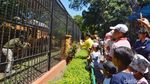 Potret Kemeriahan Ulang Tahun Pertama Singa KBS Dona dan Bima