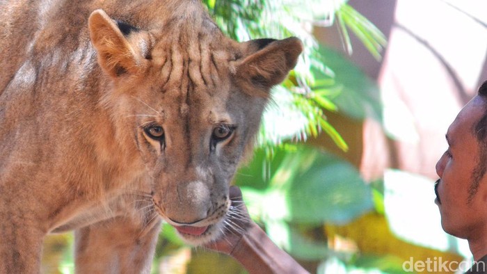 Bima dan Dona, singa Afrika koleksi KBS