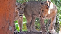 10 Singa Ditemukan Tak Bernyawa di Tanzania, Diduga Mati Keracunan