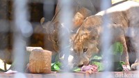 Pada perayaan ulang tahun pertamanya ini mereka mendapatkan kejutan berupa daging segar spesial yang disiapkan oleh KBS. (Foto: Rifki Afifan Pridiasto)