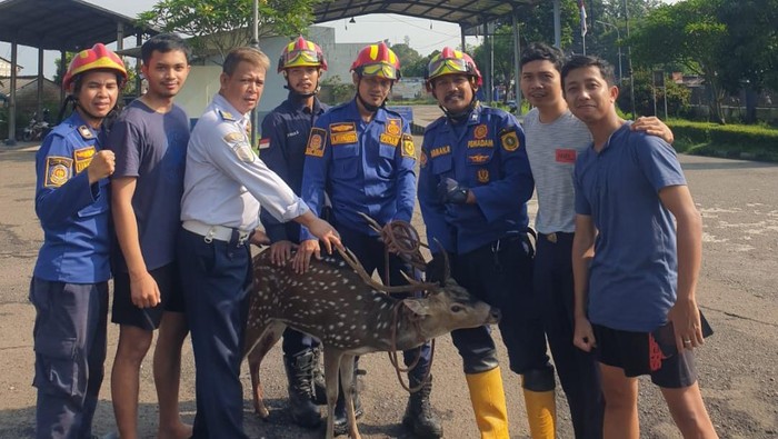 Rusa Tutul Dievakuasi Damkar di Kemang Bogor, Kondisi Kaki Terluka