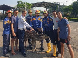 Rusa Tutul Dievakuasi Damkar di Kemang Bogor, Kondisi Kaki Terluka