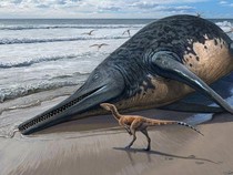 Fosil Reptil Laut Raksasa Sebesar Bus Ditemukan di Pantai Inggris