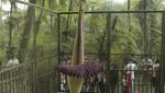 Penampakan Mekarnya Bunga Bangkai di Kebun Raya Cibodas