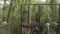Bunga bangkai tersebut mekar sempurna dengan memiliki tinggi 310,5 cm dan berdiameter 161 cm pada Jumat (19/4).