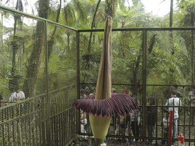Penampakan Mekarnya Bunga Bangkai di Kebun Raya Cibodas