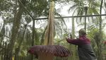 Penampakan Mekarnya Bunga Bangkai di Kebun Raya Cibodas