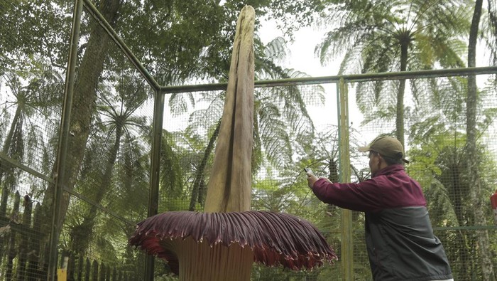 Pengunjung mengamati bunga bangkai (Amorphophallus Titanium Becc) yang mekar sempurna di Kebun Raya Cibodas, Kabupaten Cianjur, Jawa Barat, Sabtu (20/4/2024). Bunga bangkai tersebut mekar sempurna dengan memiliki tinggi 310,5 cm dan berdiameter 161 cm pada Jumat (19/4). ANTARA FOTO/Henry Purba/agr/YU
