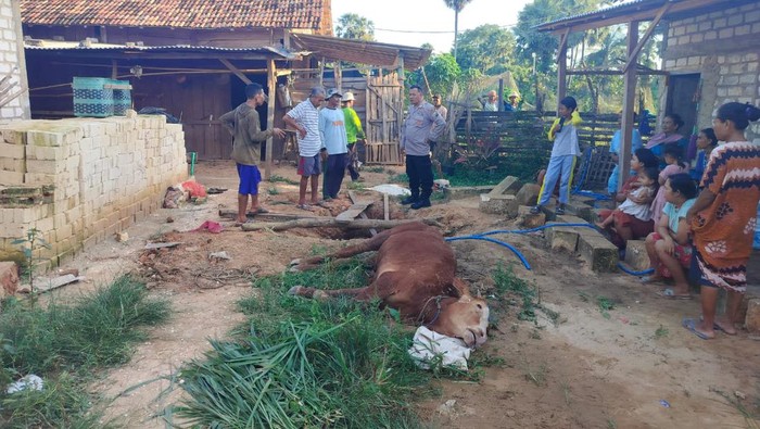 Sapi di Tuban mati setelah tercebur sumur