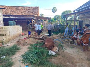 Kabur Saat Hendak Dimandikan, Sapi di Tuban Mati Tercebur Sumur