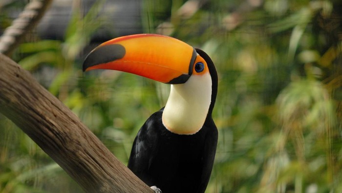 Toco Toucan (Ramphastos toco) burung tukan hutan tropis pemakan buah.