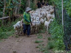 Kisah Unik Anggota TNI Pelihara 400 Ekor Domba, Keluar Masuk Hutan Beri Pakan