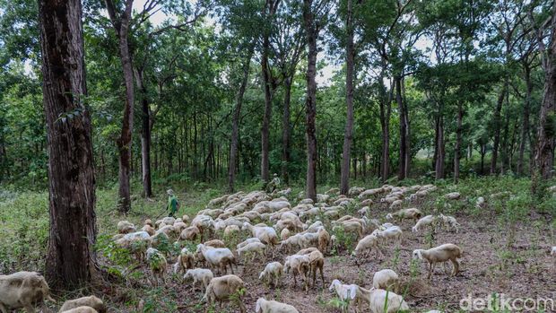 Anggota TNI di Ponorogo memelihara 400 domba