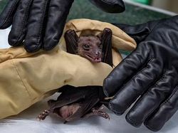 Melongok Gua di Kenya yang Penuh Virus Mematikan