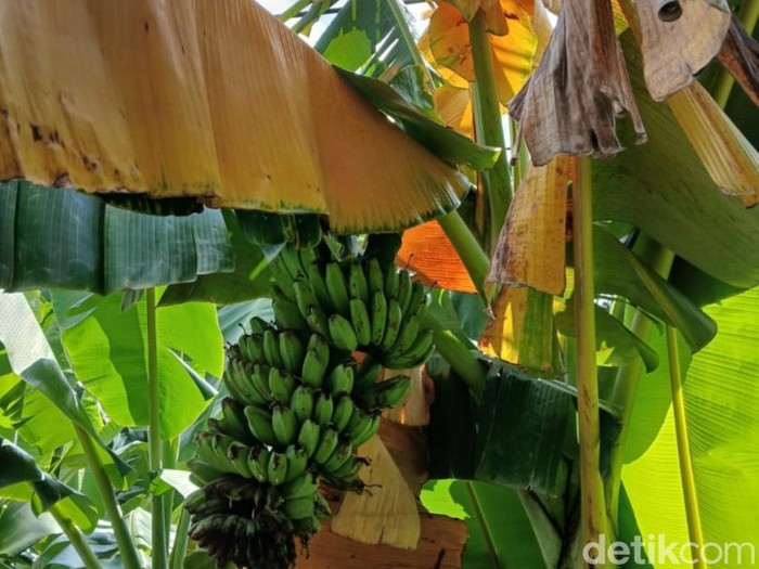 Ilustrasi pohon pisang yang terkena penyakit layu pisang, Minggu (21/4/2024). (Yufengki Bria/detikBali)