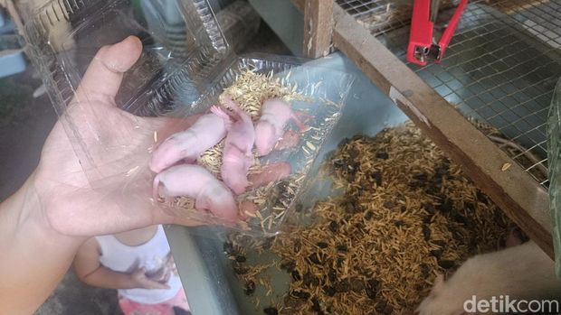 Ni Ketut Sri Kumala Dewi, IRT yang memiliki usaha peternakan tikus putih mampu cuan hingga Rp 3 juta per bulannya, Minggu (21/4/2024). (Putu Krista/detikBali)
