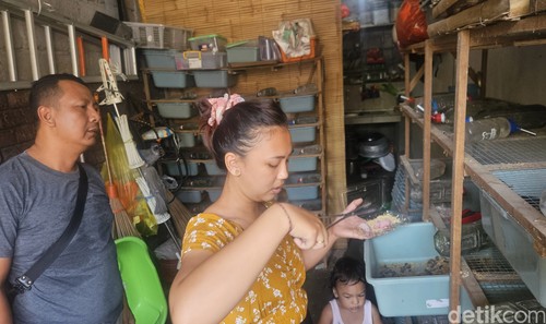 Ni Ketut Sri Kumala Dewi, IRT yang memiliki usaha peternakan tikus putih mampu cuan hingga Rp 3 juta per bulannya, Minggu (21/4/2024). (Putu Krista/detikBali)