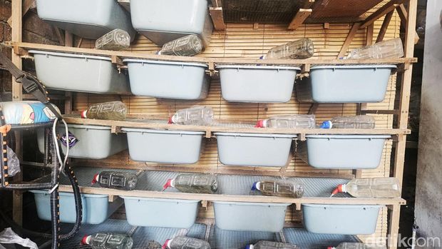 Ni Ketut Sri Kumala Dewi, IRT yang memiliki usaha peternakan tikus putih mampu cuan hingga Rp 3 juta per bulannya, Minggu (21/4/2024). (Putu Krista/detikBali)