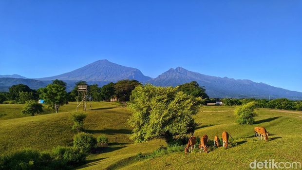 Pesona savana Lendang Dangar di kaki Gunung Rinjani, Lombok, NTB.