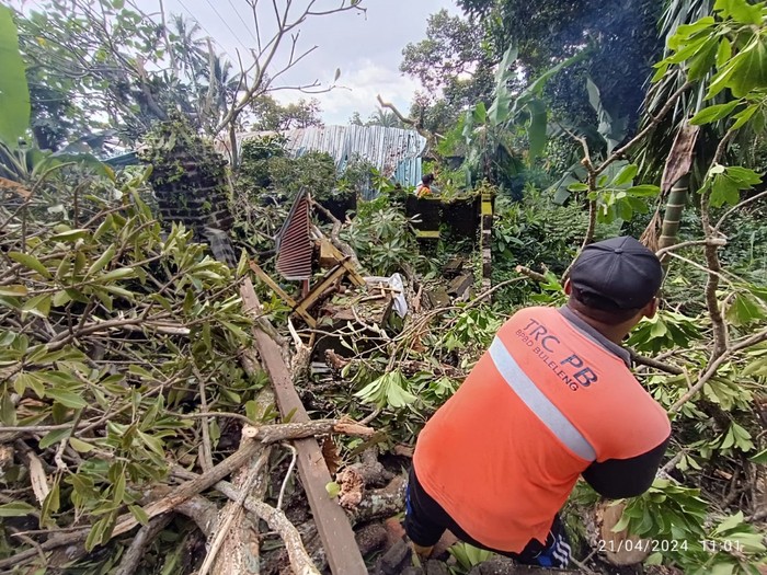 pohon wani tumbang menimpa dua rumah warga di Desa Silangjana, Kecamatan Sukasada, Buleleng, Bali Minggu (21/4/2024). (Dok. BPBD Buleleng)
