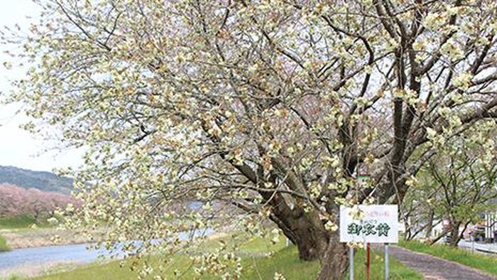 Sakura hijau Gyoiko-zakura