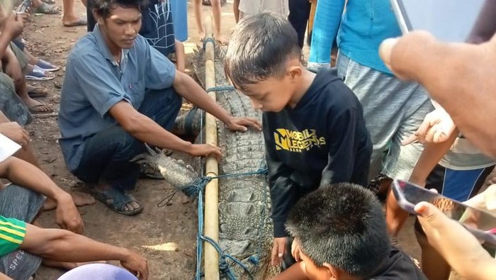 Warga OKI menangkap buaya berukuran 4 meter karena memangsa hewan ternak.