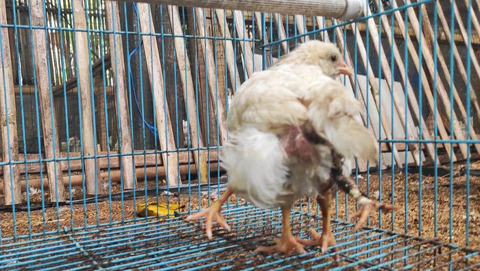 Ayam berkaki empat milik peternak di Banjar Dinas Tihingan Kauh, Desa Bebandem, Kabupaten Karangasem. (Dok. Putu Gunawan)