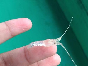 Marak Penyelundupan Benih Lobster, Komisi IV DPR Bentuk Panja