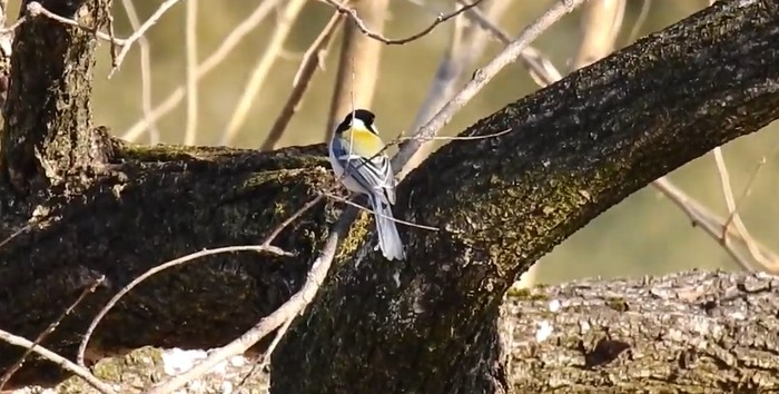Burung tit Jepang (parus minor)