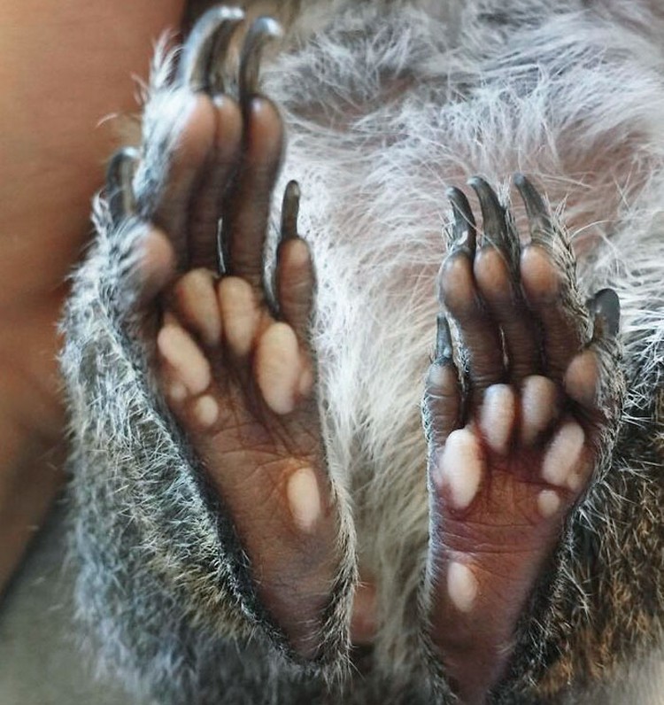 Foto Kaki Hewan