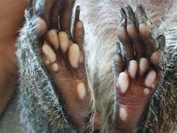 Deretan Foto Kaki Hewan Unik hingga Bikin Bergidik