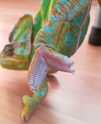 Foto Kaki Hewan