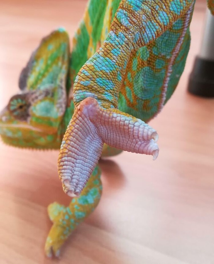 Foto Kaki Hewan