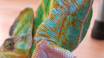 Seperti Ini Bentuk Kaki Bunglon Foto: Boredpanda