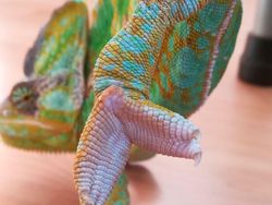 Deretan Foto Kaki Hewan Unik hingga Bikin Bergidik