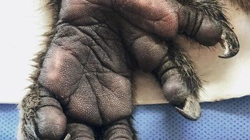 Tangan Seekor Koala Foto: Boredpanda