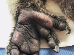 Deretan Foto Kaki Hewan Unik hingga Bikin Bergidik