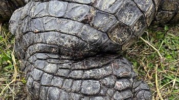 Kaki Buaya Nil dibandingkan dengan tangan orang dewasa. Foto: Boredpanda