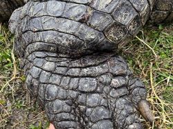 Deretan Foto Kaki Hewan Unik hingga Bikin Bergidik