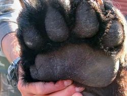 Deretan Foto Kaki Hewan Unik hingga Bikin Bergidik