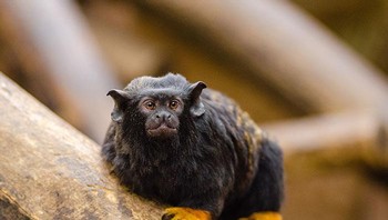 Tamarin tangan merah (Saguinus midas) adalah monyet Dunia Baru yang memiliki rambut oranye kemerahan di kaki dan tangannya. Foto: Boredpanda